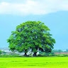 shuaishuai li