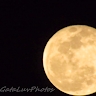 GataLuvPhotos21  