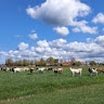 greet kunst