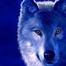 wolf hourse78