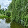 Wioletta Nowik