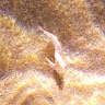 Patrizia Cusati