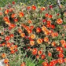 valia karakitsou