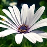 Agnes SALVERY