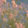 Marguerite Robison