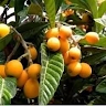 Crescent Tumusiime