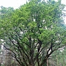 Ramūnas Trečiokas