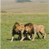 Samson Kuria
