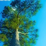 CHARLES MWENDA