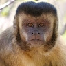 Aron Joson