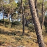 Tomica Rižmarić
