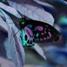 Evline b