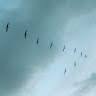 Sonata Hauta-aho