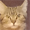 Михайло  Соляник 