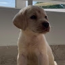 Nivedhya N