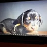 Veronique Terrier