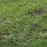 Nazar  