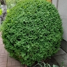 MarjanaR  