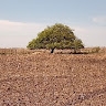 Enzo Espíndola