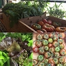 Great Foods Market & Catering  