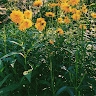 Aubree Field