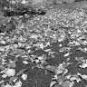 Brandy Woods
