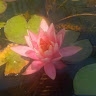 Daniela Renderos