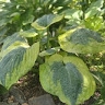 Лера Узенюк