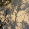 Ysaure Bracq