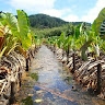 uakoko chong