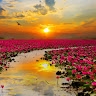 Lovely Life