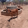 Sibuluba Sibwajilo