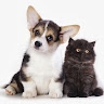 Burkeview Animal Hospital