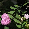 Василь Борат