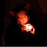 Keven Deezel