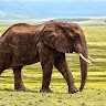 justus mwangi