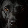 Black Labs  