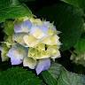 Veronica Mbogolla