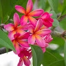 Teretia Aata