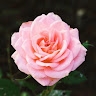 Julia Pannullo