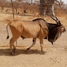 Mamadou SIDIBE