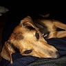 Siggi  