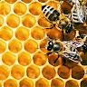 Chelsea Bee