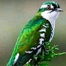 Mohammed Hamadina