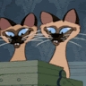 tweet angel