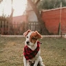 shivani  