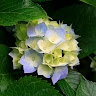 Edmore Tadzorerwa