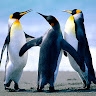 Seedwell Mpande