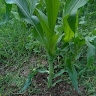 Mwangi Kogi