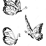 Alonica Cafirma Tomines